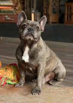 French-Bulldog-Braun Cropped